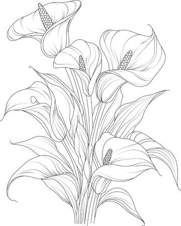 黑白百合花束工笔画
