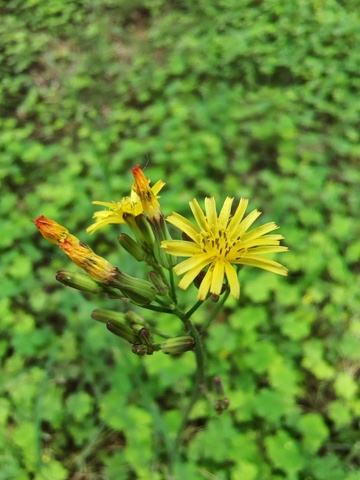 野菊花摄影图