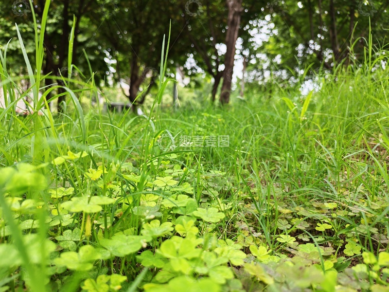高清大图下载【趣麦麦图】绿色的四叶草