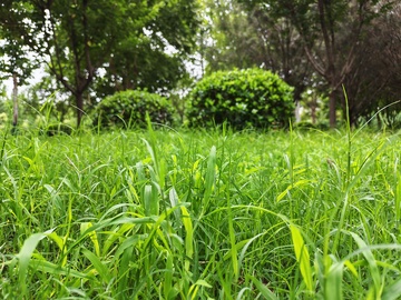 绿色草地植物