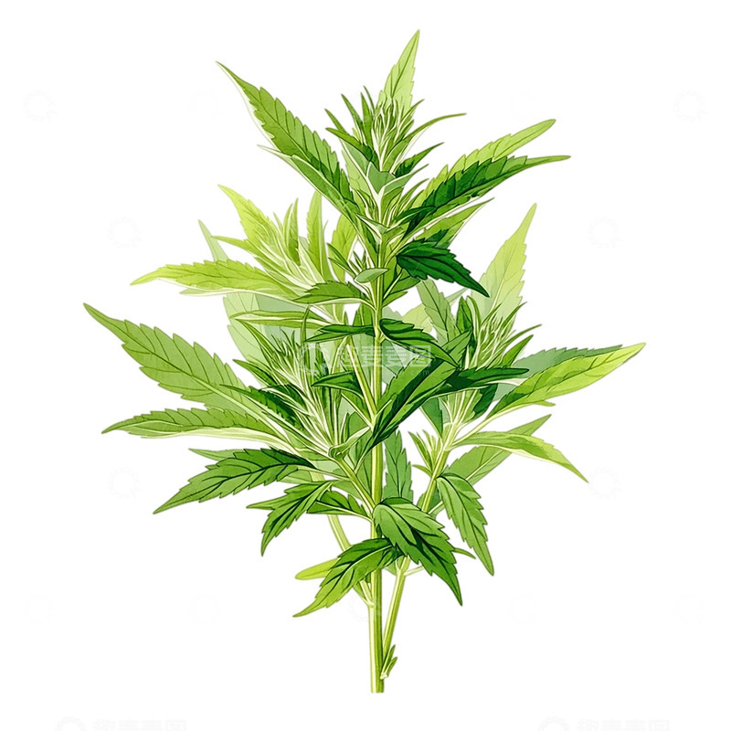 高清大图下载【趣麦麦图】-翠绿艾草繁茂生机盎然