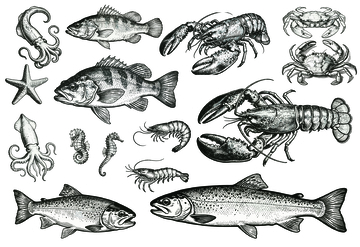 海洋生物黑白插画集