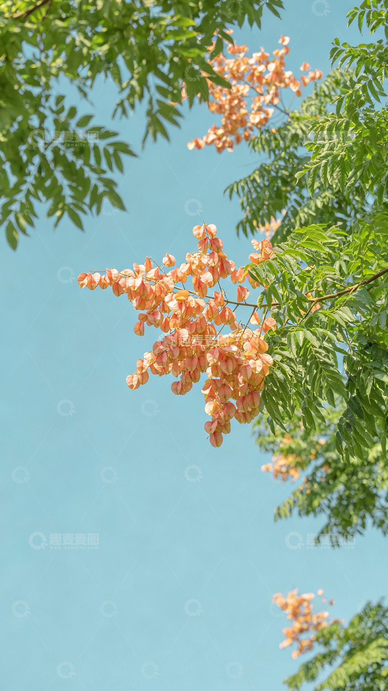 高清大图下载【趣麦麦图】春日暖阳橙花盛开