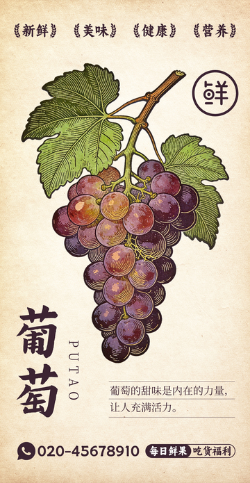 水果插画葡萄设计素材