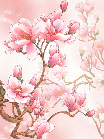粉色玉兰花插画
