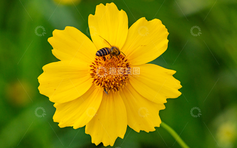 高清大图下载【趣麦麦图】自然微距摄影黄色花朵蜜蜂采蜜