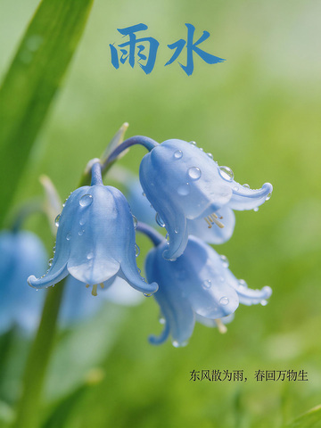 有雨滴落下特写的蓝铃花