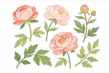 手绘牡丹花插画设计素材