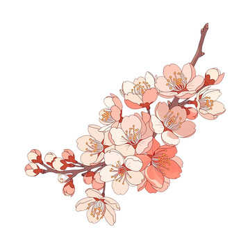 春之梦幻杏花盛放奇观