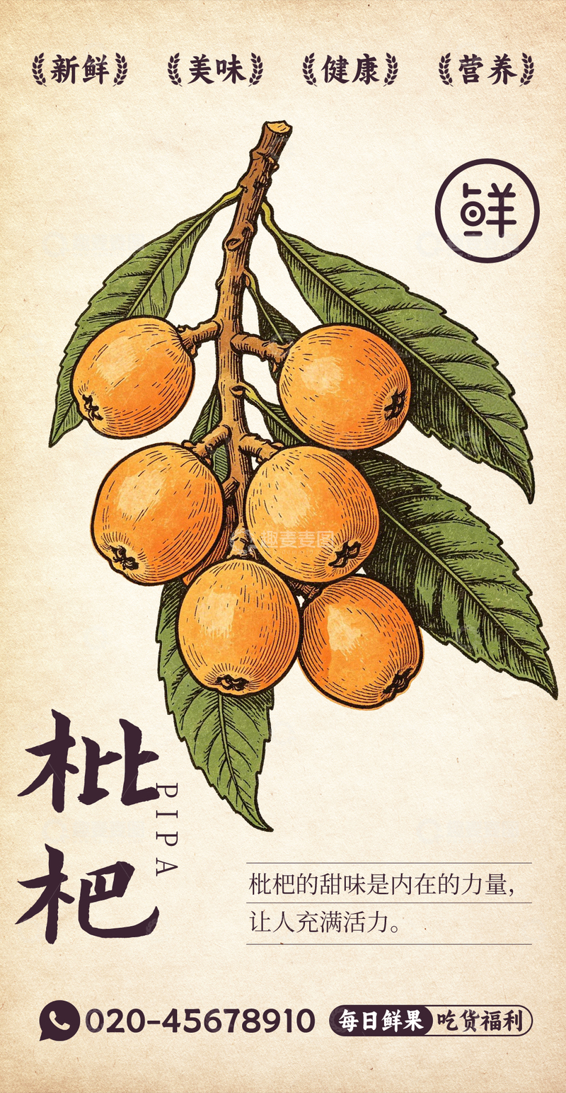源文件下载【趣麦麦图】水果插画枇杷设计素材