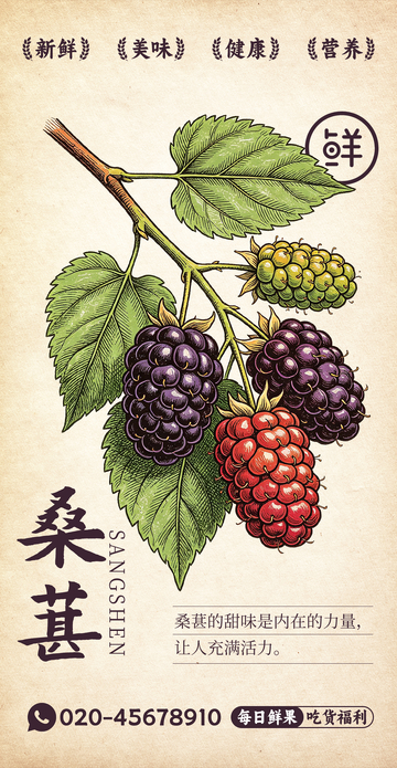 水果插画桑葚设计素材