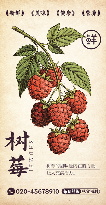 水果插画树莓设计素材