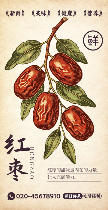 水果插画红枣设计素材