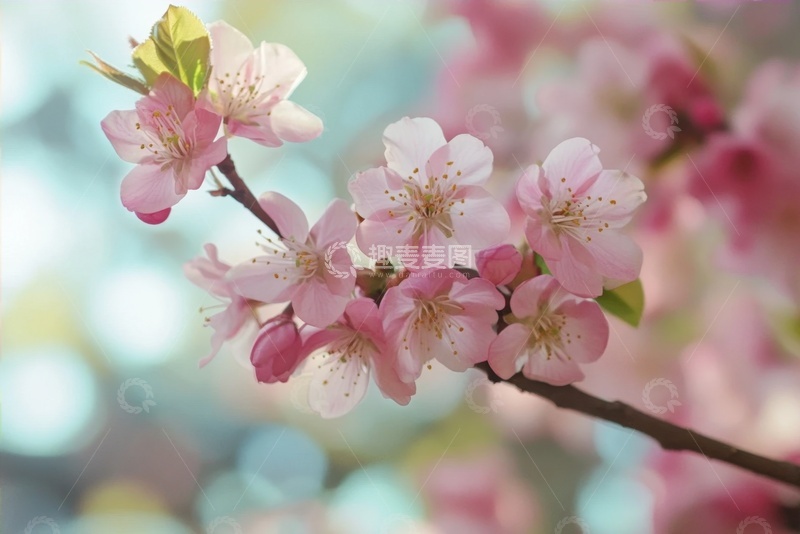 高清大图下载【趣麦麦图】一只桃花花枝
