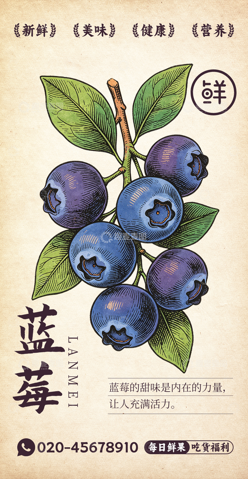 源文件下载【趣麦麦图】水果插画蓝莓设计素材