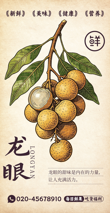 水果插画龙眼设计素材