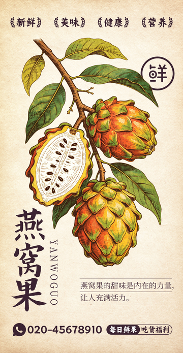 水果插画燕窝果设计素材