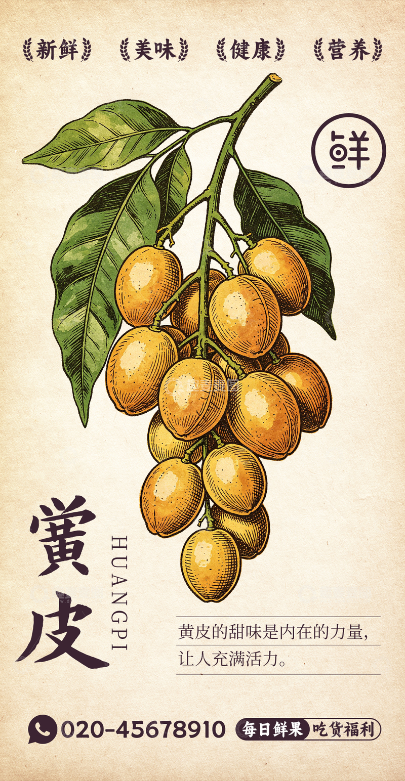 源文件下载【趣麦麦图】水果插画黄皮设计素材