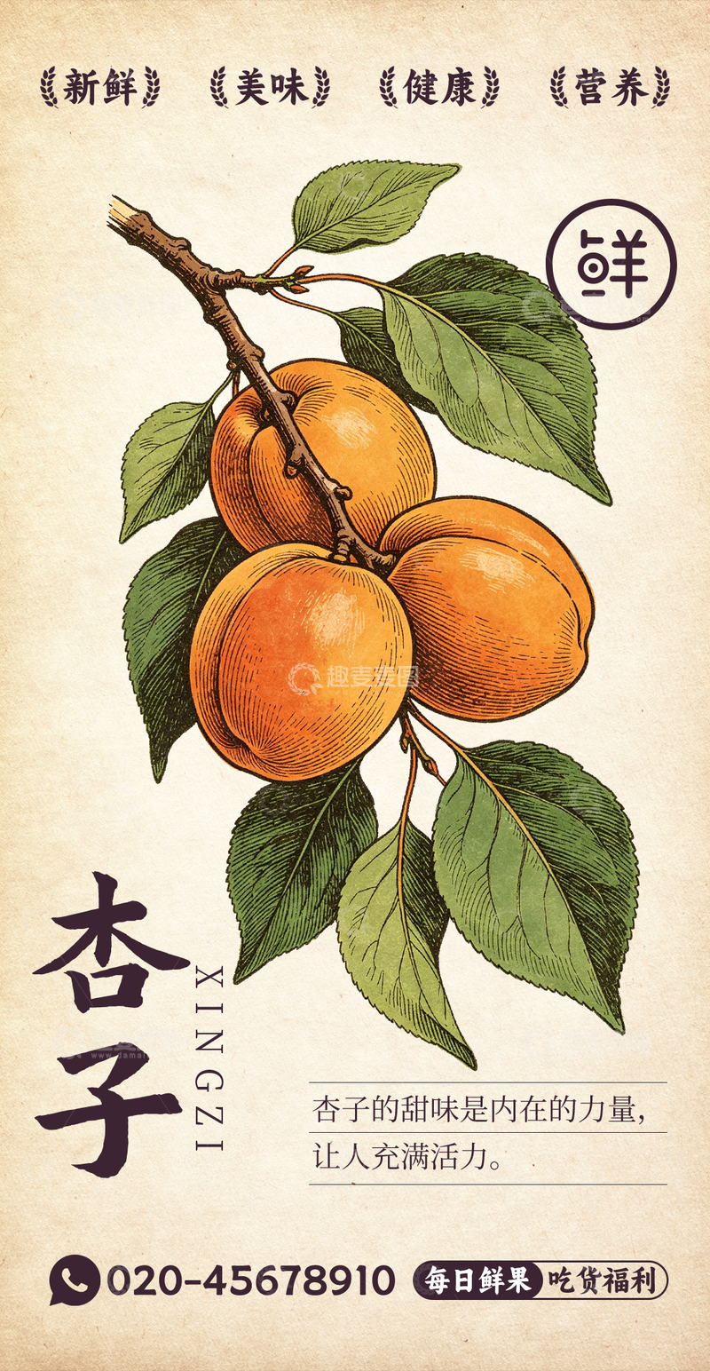 源文件下载【趣麦麦图】水果插画杏子设计素材