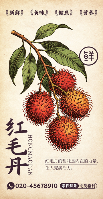 水果插画红毛丹设计素材