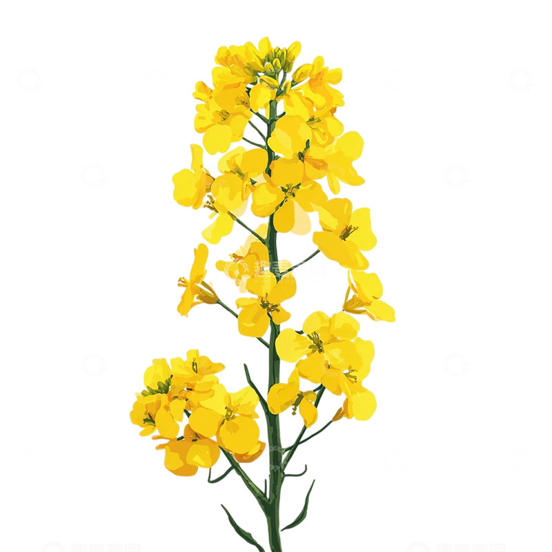 高清大图下载【趣麦麦图】金色海洋中的油菜花梦