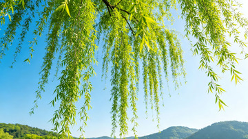 春日垂柳风景画