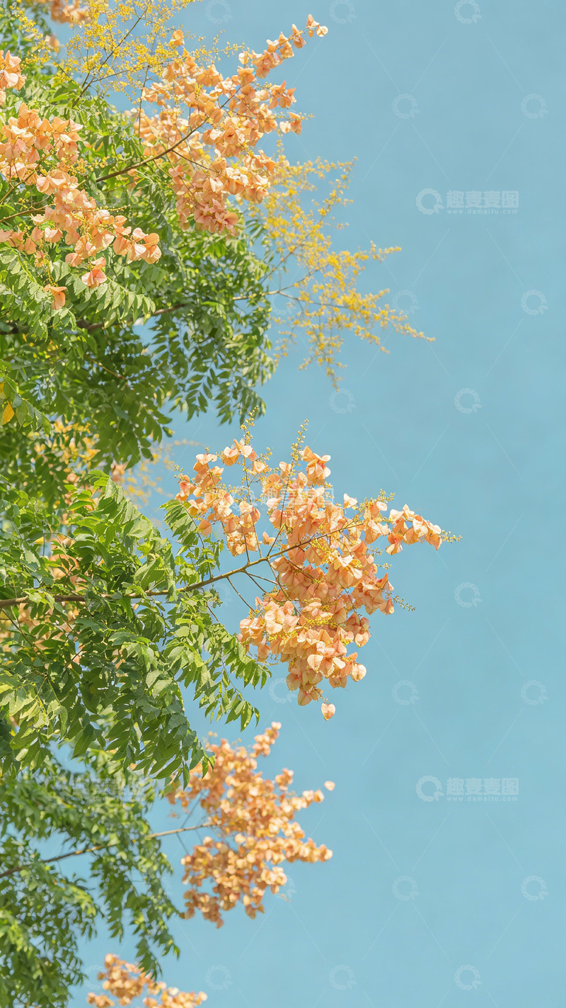 高清大图下载【趣麦麦图】春日花开树枝蓝天美景