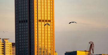 上海黄昏夕阳洒满城市高楼飞鸟凌空照片