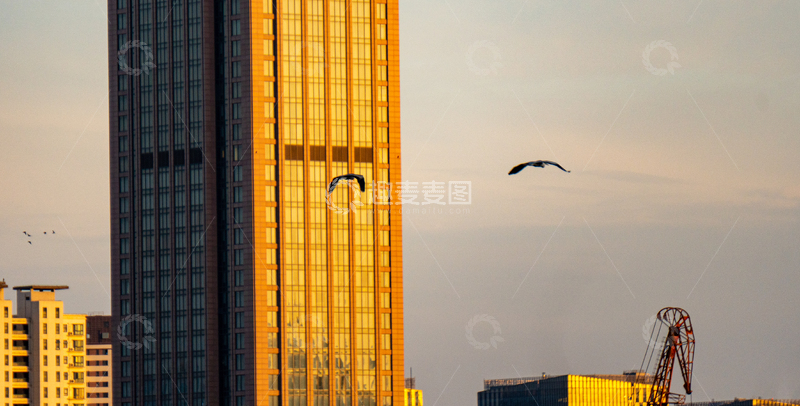 高清大图下载【趣麦麦图】上海黄昏夕阳洒满城市高楼飞鸟凌空照片