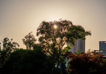 黄昏夕阳下山树影城市风光