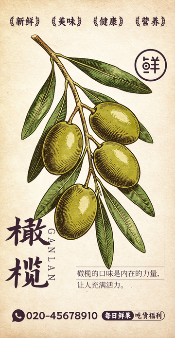 水果插画橄榄设计素材