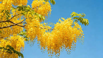 明媚春光黄花盛开