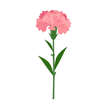 花中娇媚粉色康乃馨的优雅盛开