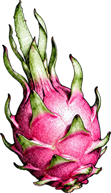 钢笔排线手绘火龙果素描插画3
