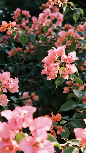 暖阳粉调三角梅清新花卉摄影3