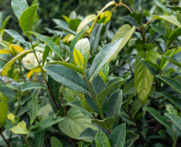 自然风茶树嫩叶高清摄影素材