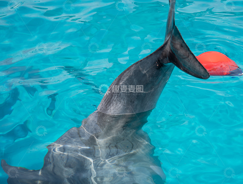 高清大图下载【趣麦麦图】-写实风海豚戏水场景摄影素材