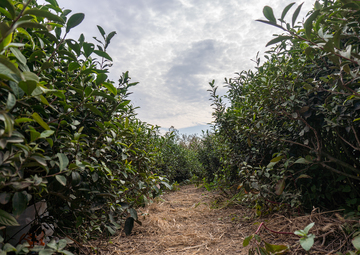 自然风茶园小径实景摄影素材
