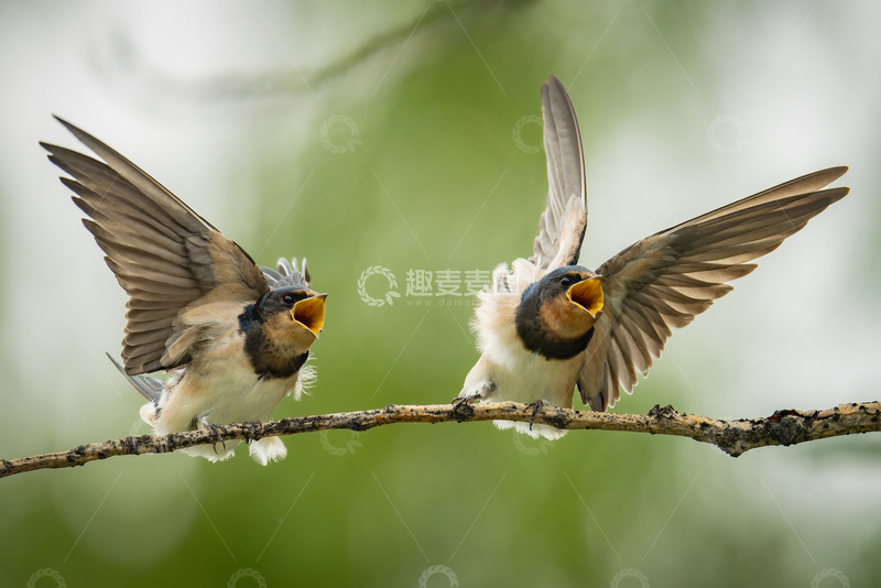 高清大图下载【趣麦麦图】自然风燕子飞翔树枝摄影素材
