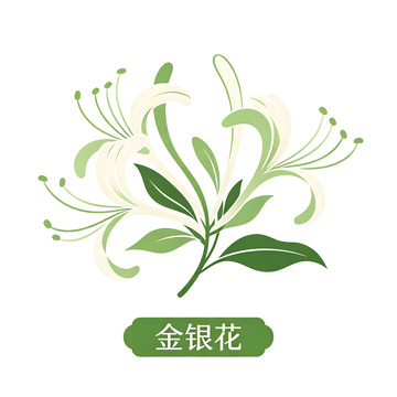 简约风金银花植物插画设计素材