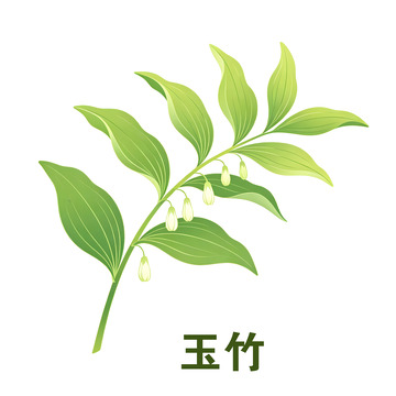扁平风玉竹植物插画设计素材