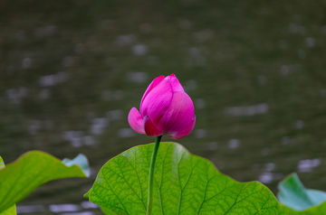 写实风荷花静谧池塘摄影素材