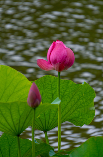写实风池塘荷花怒放花苞绿叶摄影素材