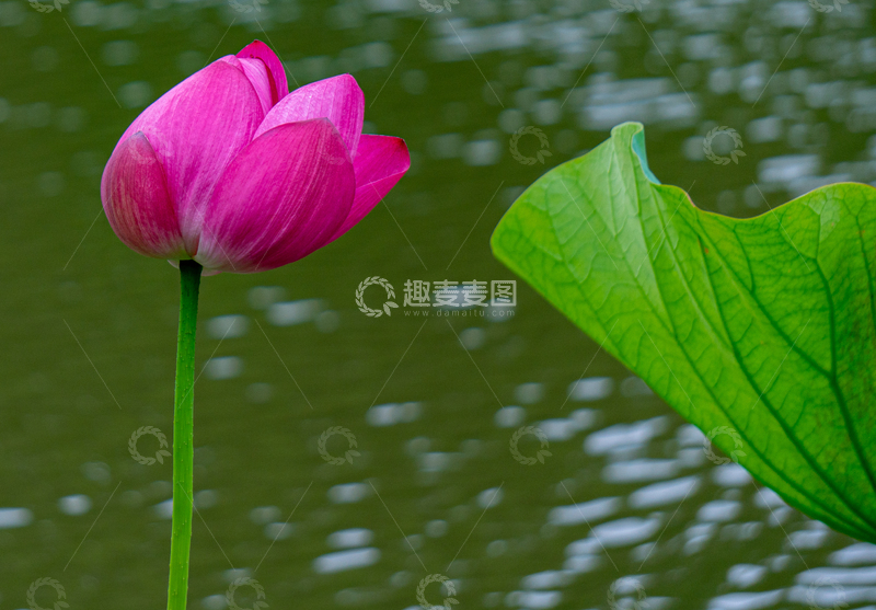 高清大图下载【趣麦麦图】-写实风荷花池畔粉红莲花摄影素材