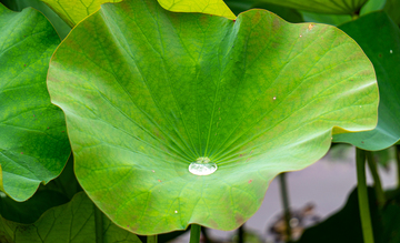 写实风荷叶露珠自然摄影素材