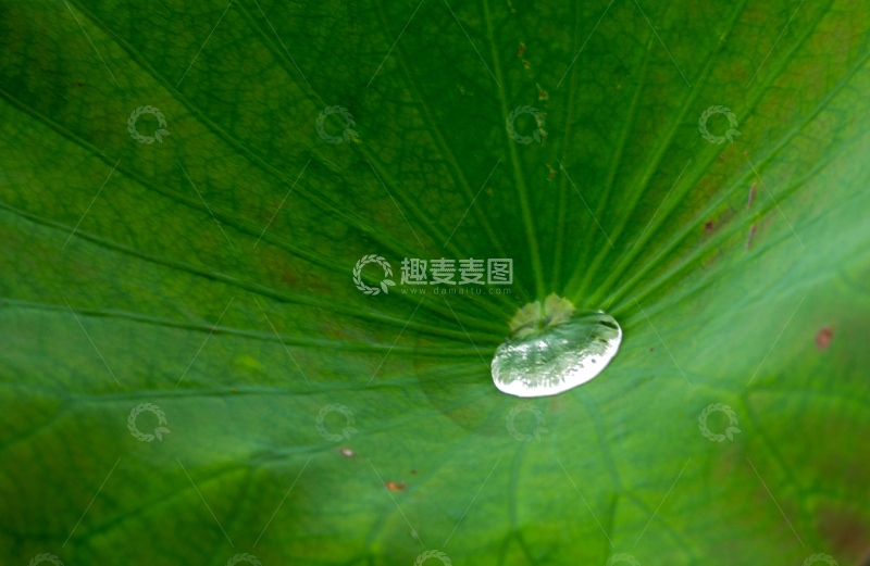 高清大图下载【趣麦麦图】自然风荷叶露珠高清摄影素材