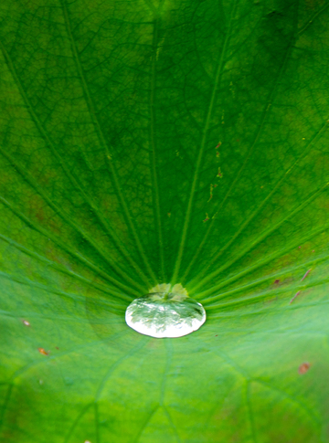 自然风荷叶露水雨水珠高清摄影素材