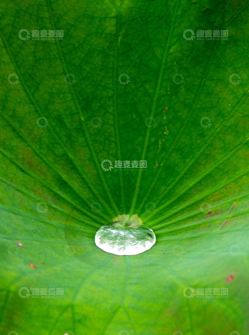 高清大图下载【趣麦麦图】自然风荷叶露水雨水珠高清摄影素材