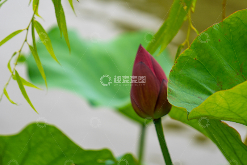 高清大图下载【趣麦麦图】-夏日池塘荷花花苞自然摄影素材