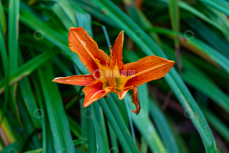高清大图下载【趣麦麦图】-写实风橙色萱草花盛开植物摄影素材